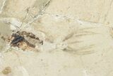Cretaceous Fossil Squid with Tentacles & Ink Sac - Pos/Neg #201349-3